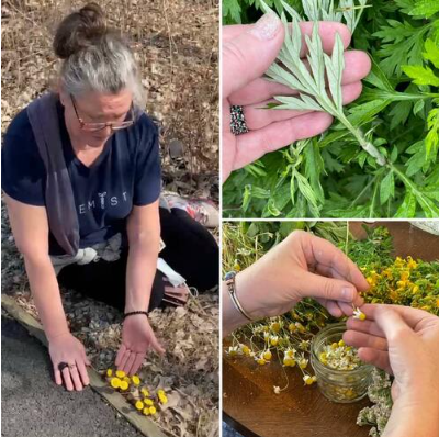 Plant Identification and Medicine Making Workshop