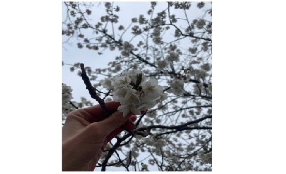 Spring Medicine Making Circle: A 6-Week Medicine Making Intensive