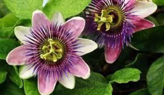 Herbal Support for Stress & Anxiety