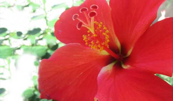 Introduction to Flower & Gem Essences
