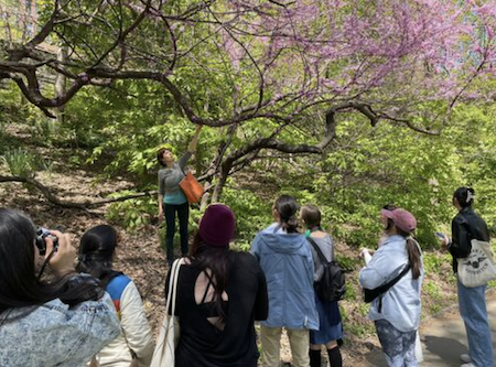 Foraged Medicine & Wild Weeds Walk