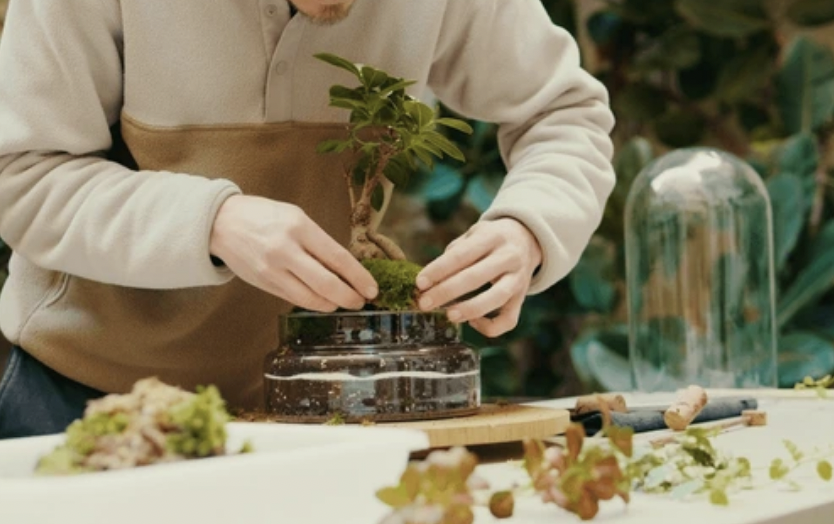 bonsai001.png