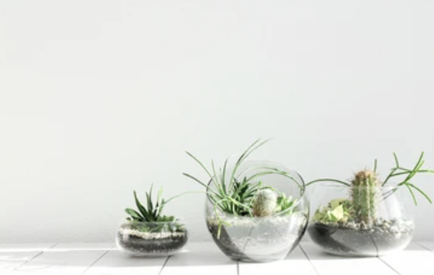 holiday terrarium3.png