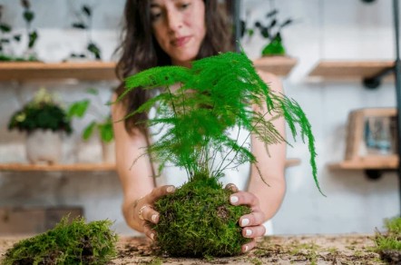 kokedama.jpg