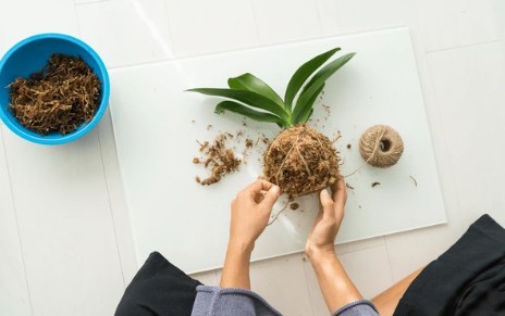 kokedama1.jpg