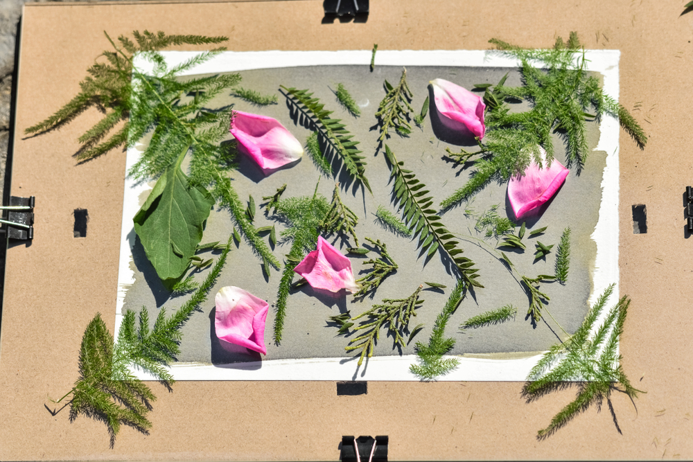 sunprint003.jpg