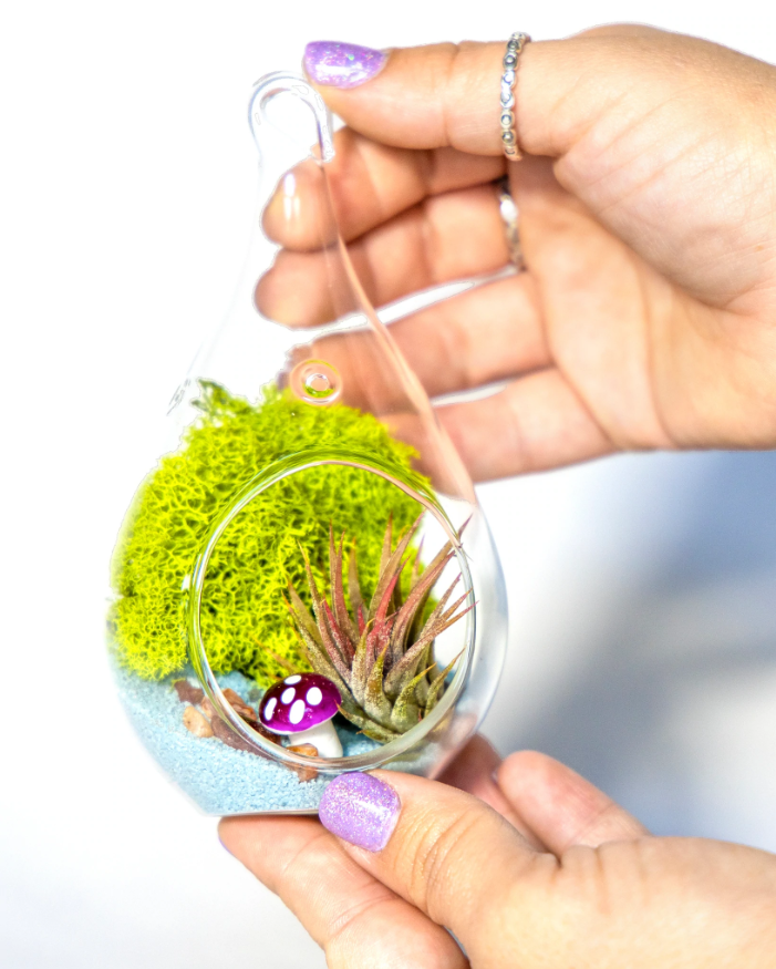 terrarium2.png