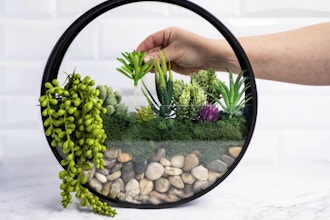 NYC: Modern Wall Terrarium (Materials Included)