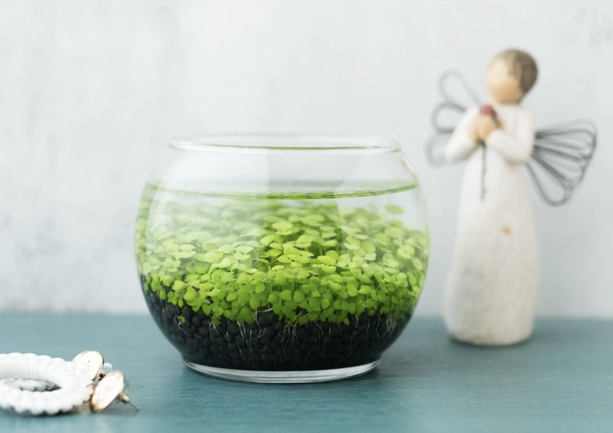 water terrarium 3.png