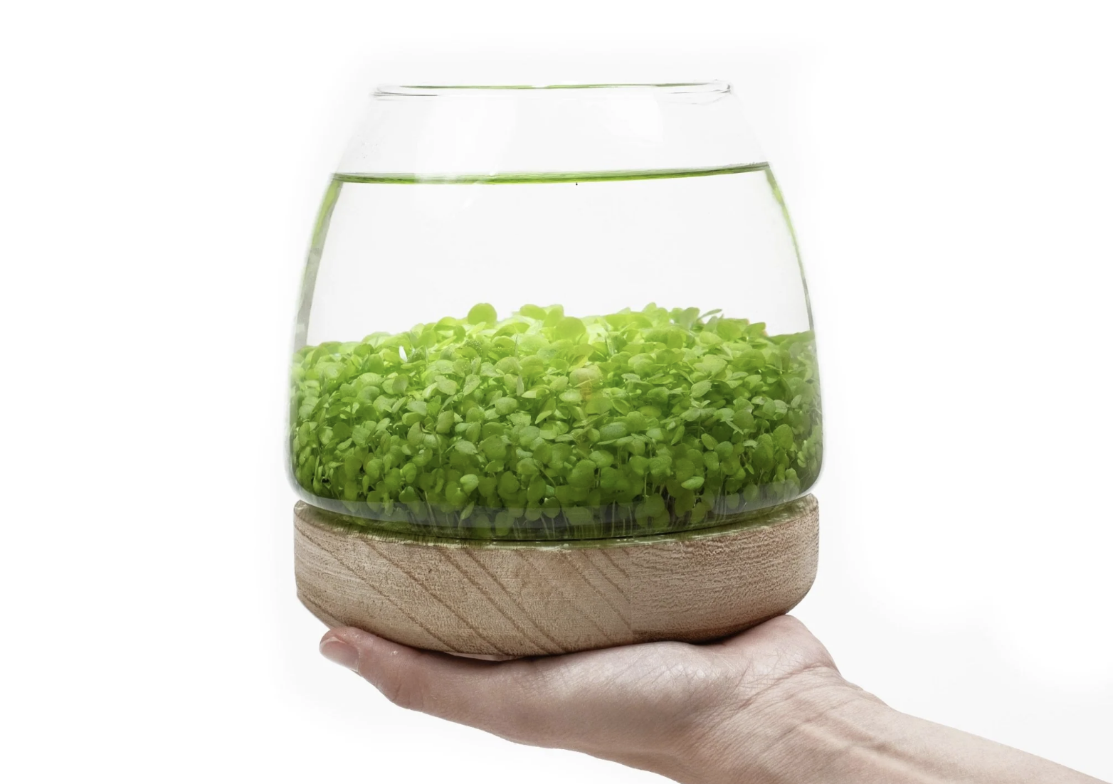 water terrarium 4.png