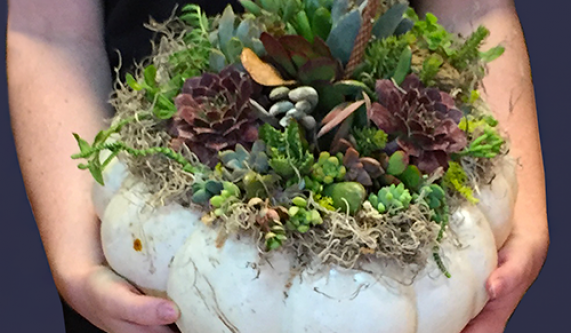 Make a Succulent Topped Pumpkin