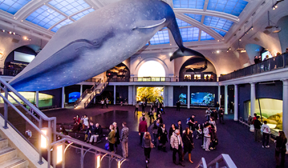 American Museum of Natural History: Un-Highlights Tour