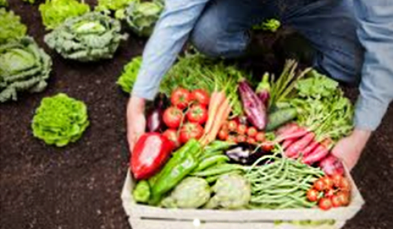 Farm to Table with Tribeca CSA