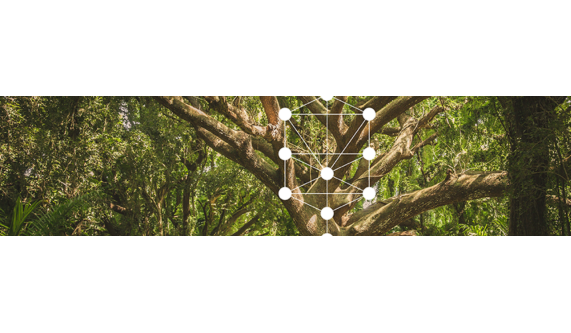 Mysteries of the Tree of Life