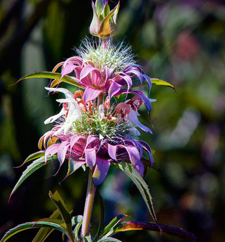 Digital Photography Live In-the-Field @ Houston Arboretum and Nature Center