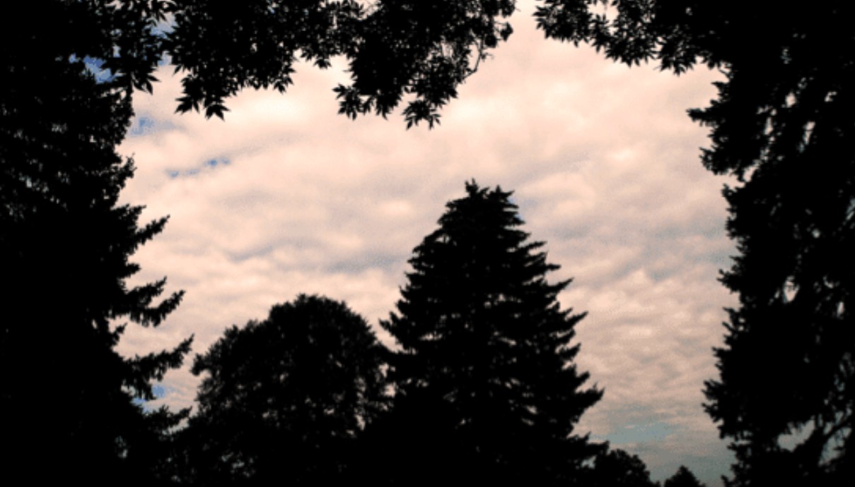 Digital Photography Live In-the-Field @ City Park Pavilion