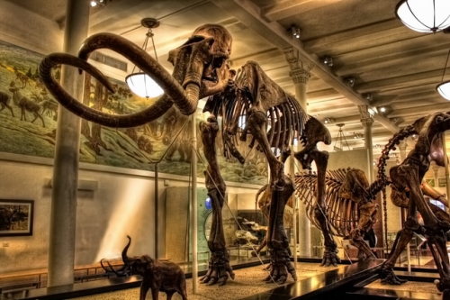 Digital Photography Live In-the-Field @ American Museum of Natural History