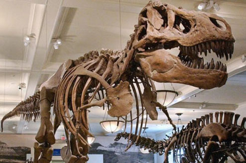 Digital Photography Live In-the-Field @ American Museum of Natural History