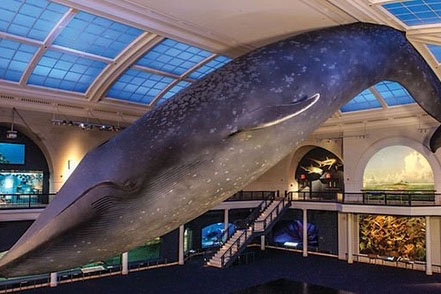 Digital Photography Live In-the-Field @ American Museum of Natural History