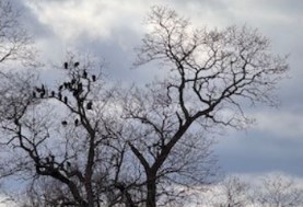 5-Hour Cell Phone Photography Masterclass for 1-6 People (Chicago)