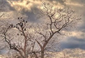 5-Hour Cell Phone Photography Masterclass for 1-6 People (Chicago)