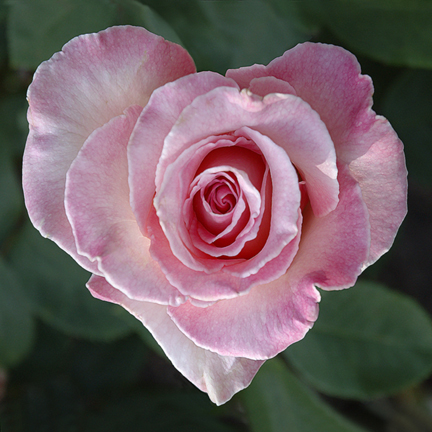 Digital Photography Live In-the-Field @ Conservatory of Flowers