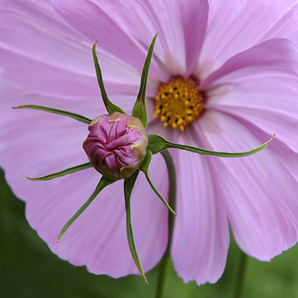 Digital Photography Live In-the-Field @ Conservatory of Flowers