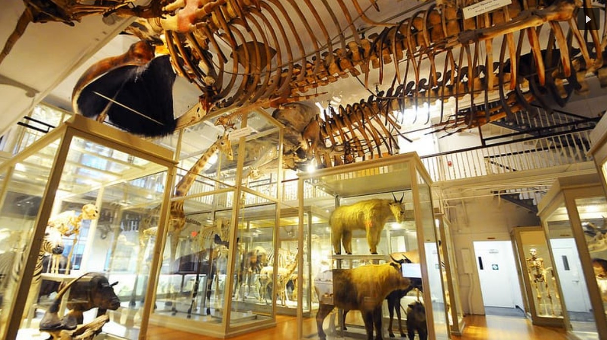 Digital Photography Live In-the-Field @ Harvard Museum of Natural History