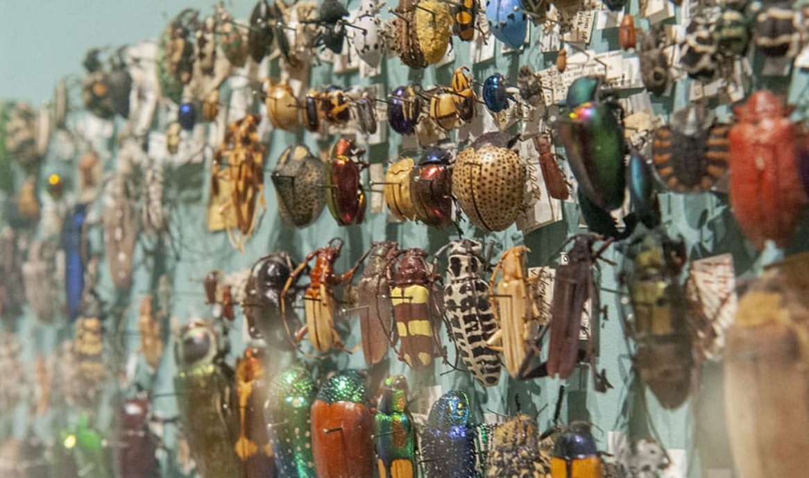 Digital Photography Live In-the-Field @ Harvard Museum of Natural History