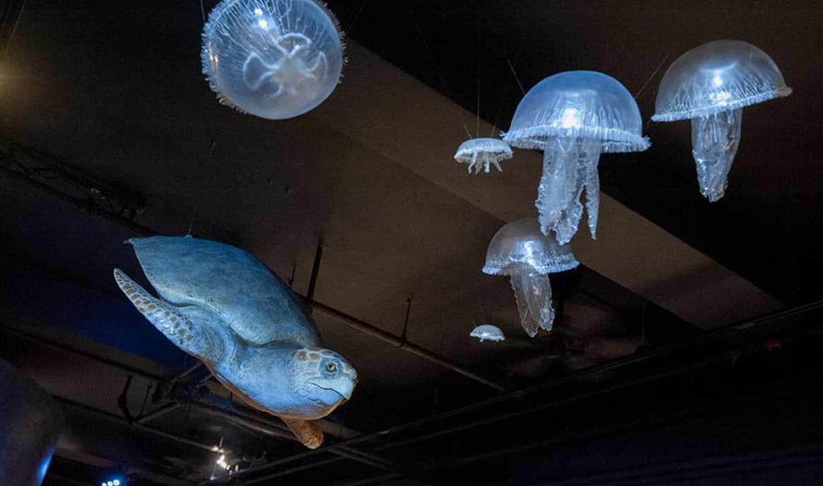 Digital Photography Live In-the-Field @ Harvard Museum of Natural History