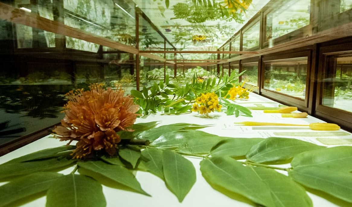 Digital Photography Live In-the-Field @ Harvard Museum of Natural History