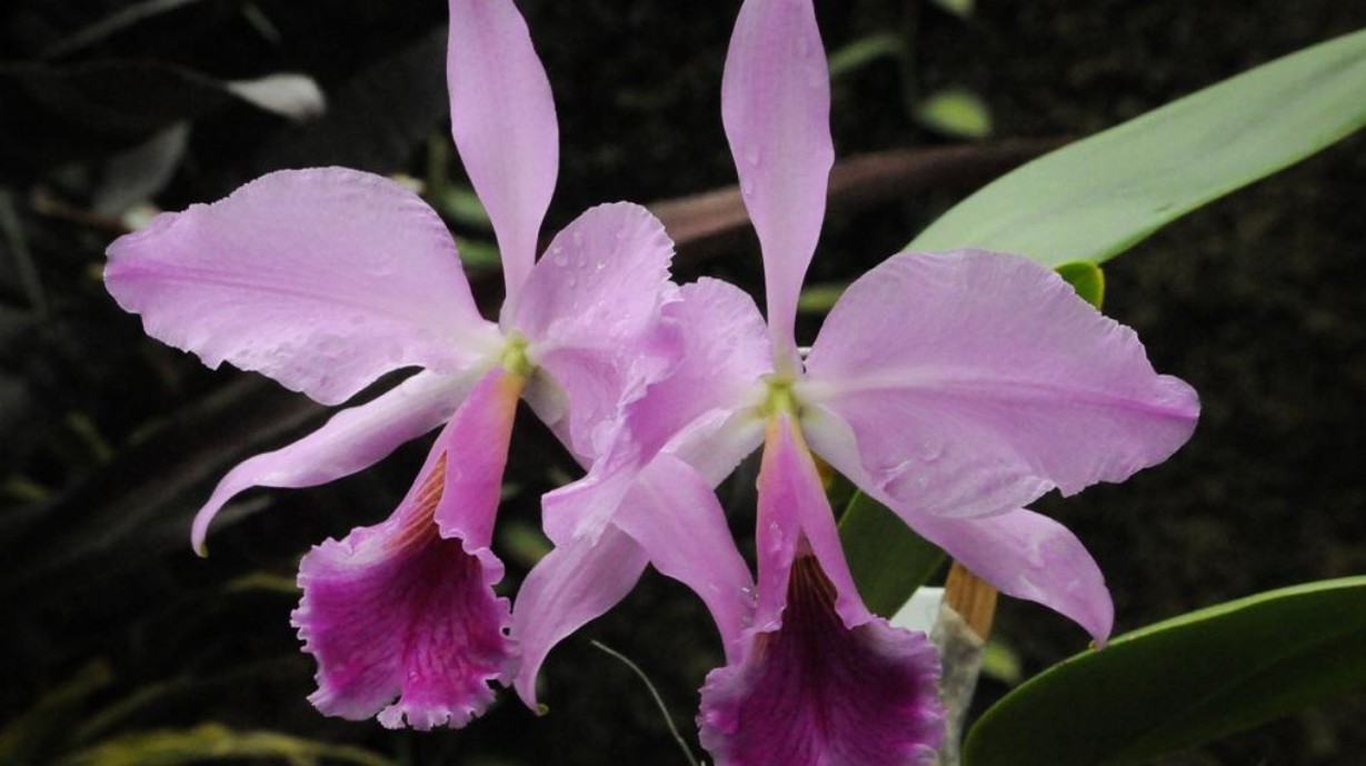 Digital Photography Live In-the-Field @ Lincoln Park Conservatory
