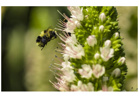 Digital Photography Live In-the-Field @ Los Angeles County Arboretum and Botanic Garden