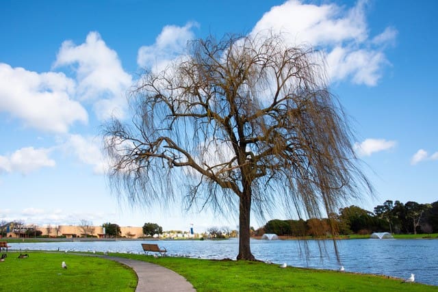 Digital Photography Live In-the-Field @ Marin County Civic Center Lagoon Park