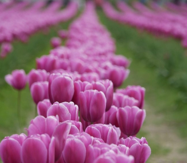 Digital Photography Live In-the-Field @ Skagit Valley