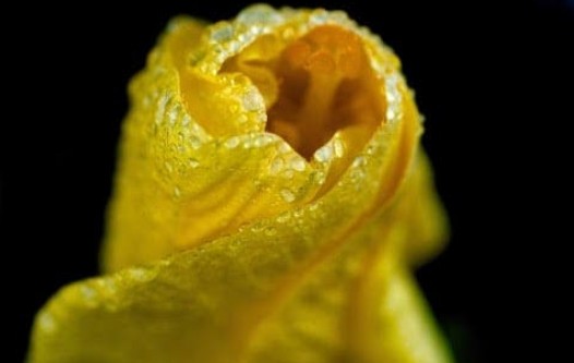 Digital Photography Live In-the-Field @ US Botanic Garden