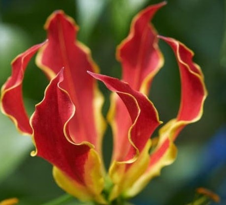 Digital Photography Live In-the-Field @ US Botanic Garden