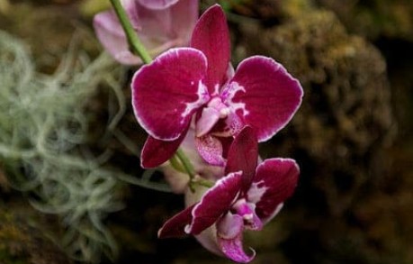 Digital Photography Live In-the-Field @ US Botanic Garden