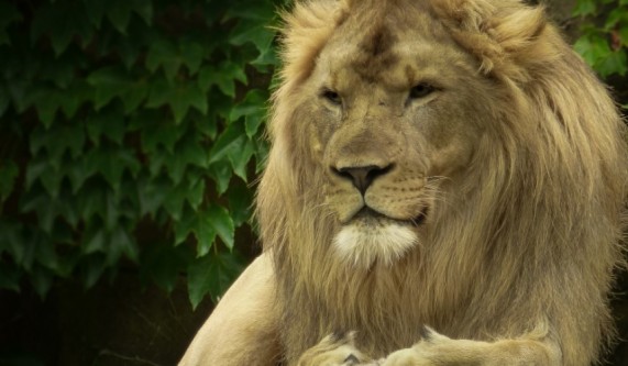 Digital Photography Live In-the-Field @ Lincoln Park Zoo