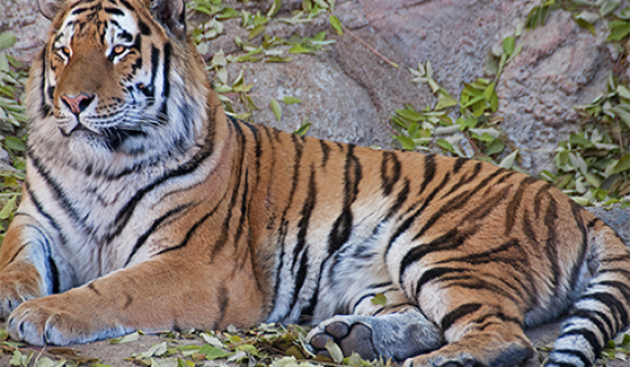 Digital Photography Live In-the-Field @ Denver Zoo