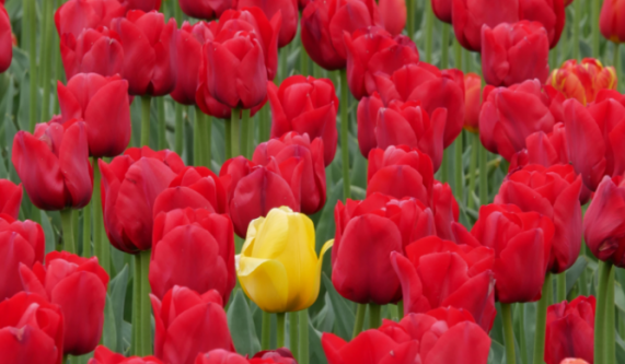 Digital Photography Live In-the-Field @ Skagit Valley