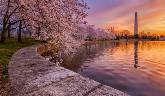 Digital Photography Live In-the-Field: Cherry Blossoms