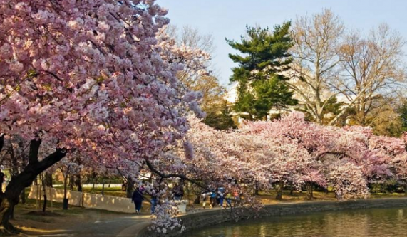Digital Photography Live In-the-Field: Cherry Blossoms
