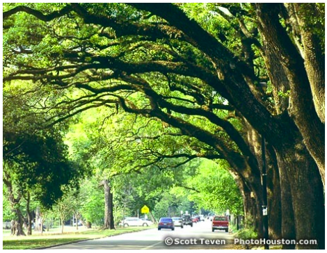 Digital Photography Live In-the-Field @ Houston Heights