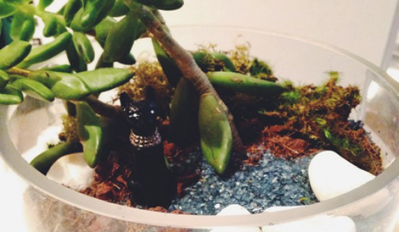 Terrariums