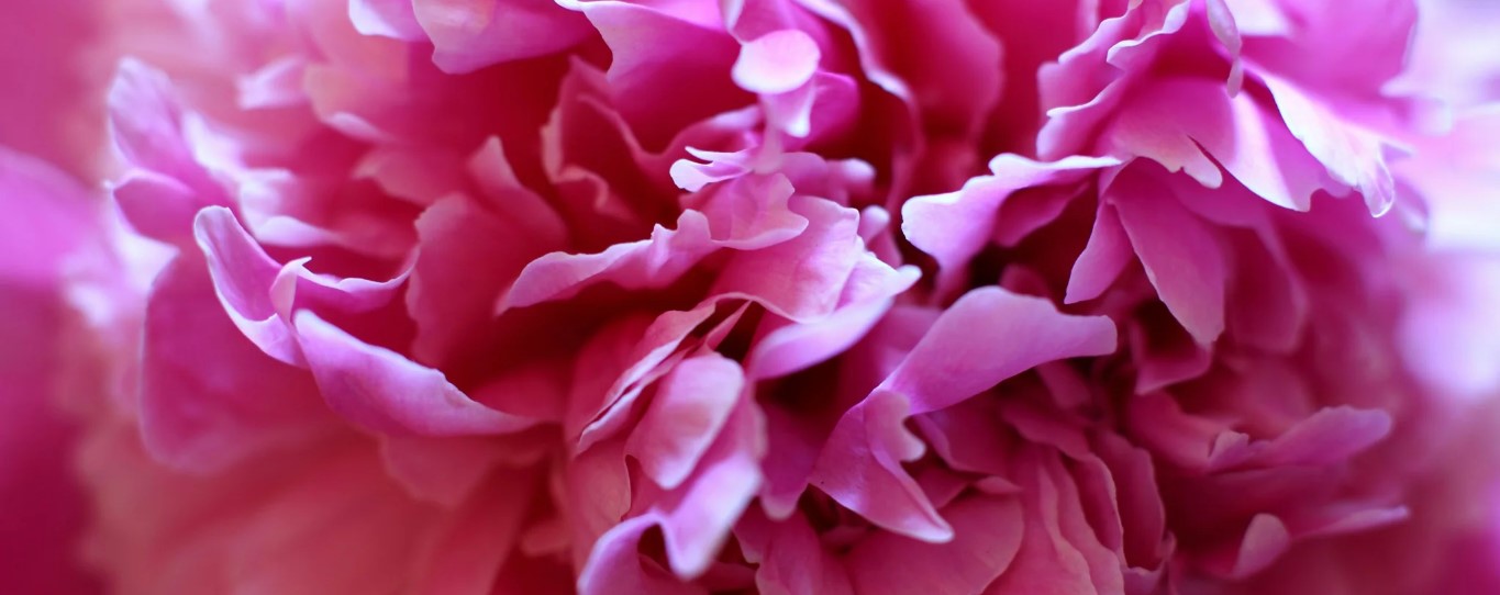 Rice Paper Flowers