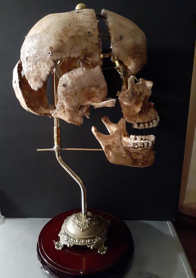 Introduction to Anatomy: The Head