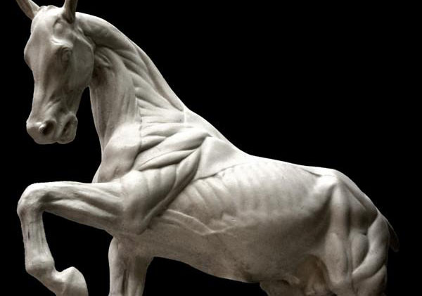 Equine Horse Anatomy Ecorche (Sculpture)