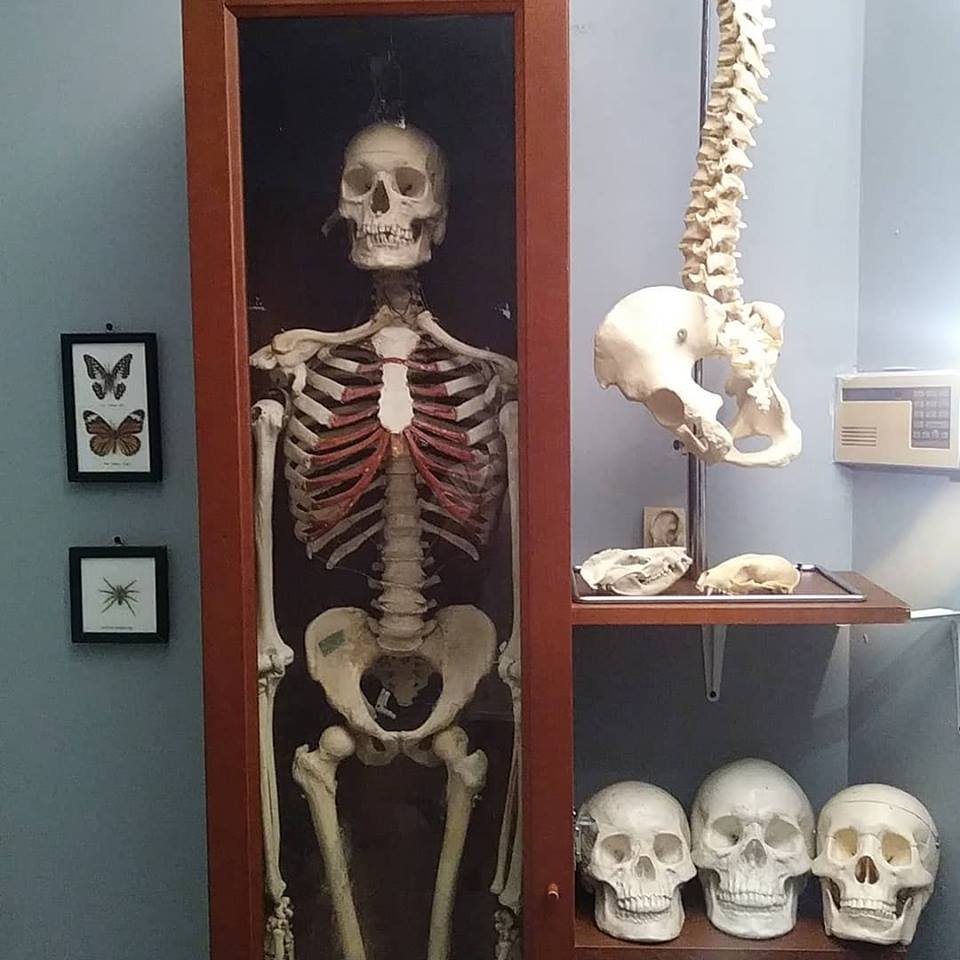 Introduction to Anatomy: The Head