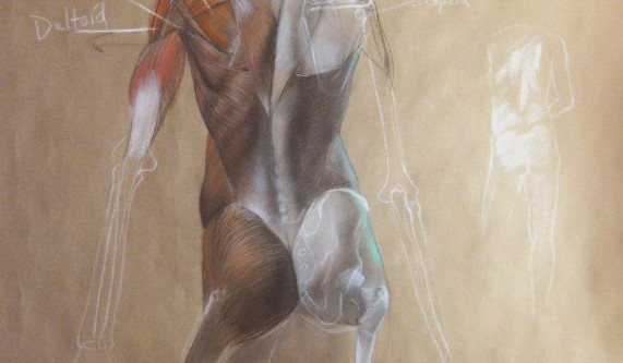 Introduction to Anatomy